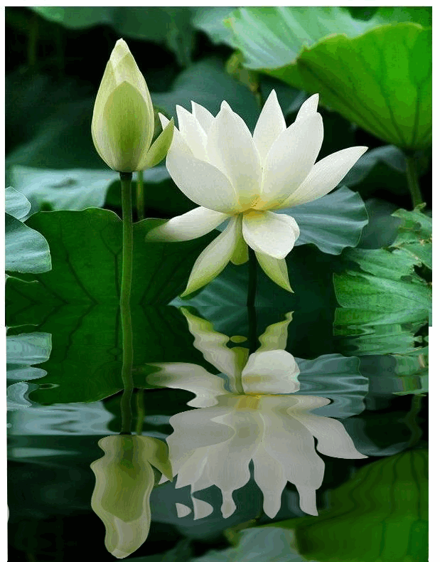 Cập nhật hình nền hoa sen trắng đẹp nhất thế giới Mới nhất